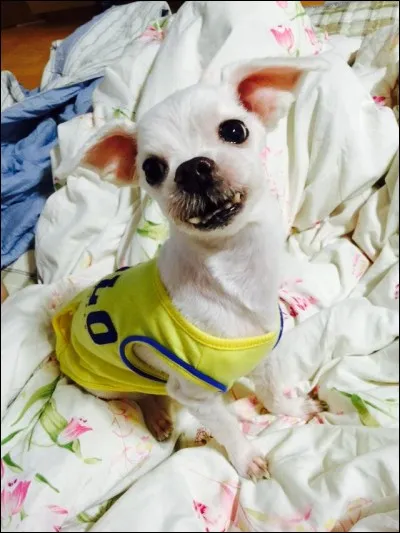 Comment s'appele son chien ?