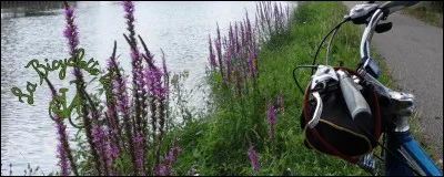 Quelle est la ville française la plus favorable aux cyclistes ?