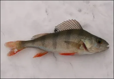 Quel est ce poisson ?