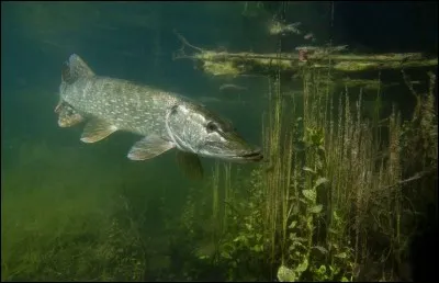 Quel est ce poisson ?