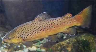 Quel est ce poisson ?