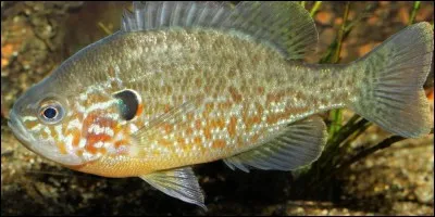 Quel est ce poisson ?