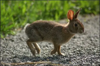 Le lapin de Nouvelle-Angleterre, dans quelle région se situe-t-il ?