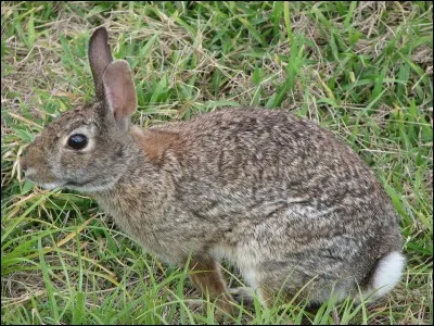 Le lapin à queue blanche, dans quelle région se situe-t-il ?