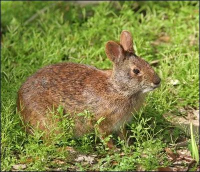Le lapin des marais, dans quelle région se situe-t-il ?