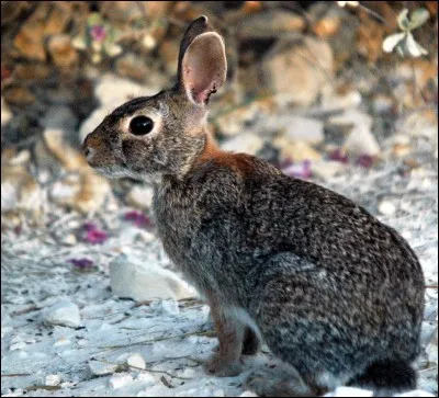 Le lapin aquatique, dans quelle région se situe-t-il ?