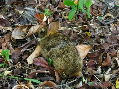 Le lapin du Brésil, dans quelle région se situe-t-il ?