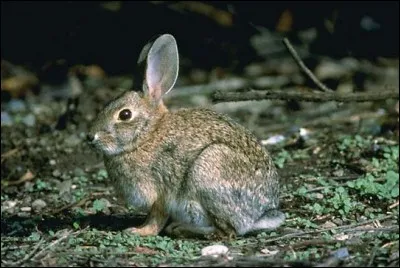 Lapin de Bachman, dans quelle région se situe-t-il ?
