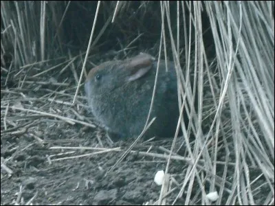 Le lapin des volcans, dans quelle région se situe-t-il ?