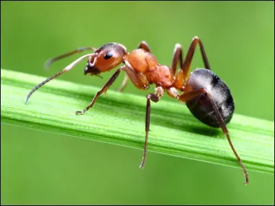 Combien y a-t-il d'espèces de fourmis dans le monde ?