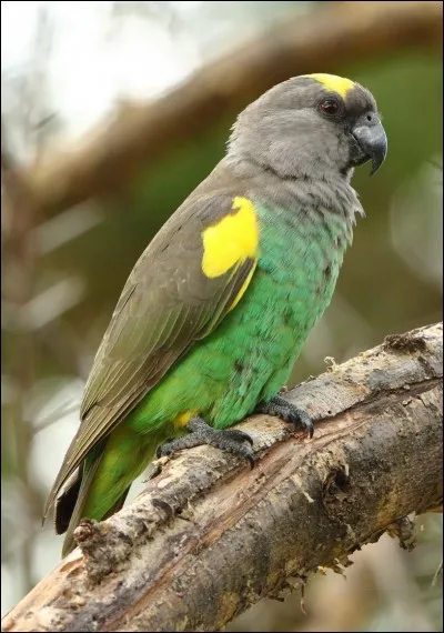 Comment se nomme ce perroquet ?