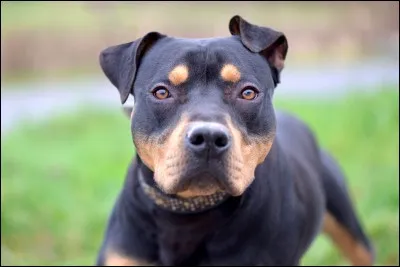 Tes amis te proposent d'aller en boîte de nuit, tu réponds :