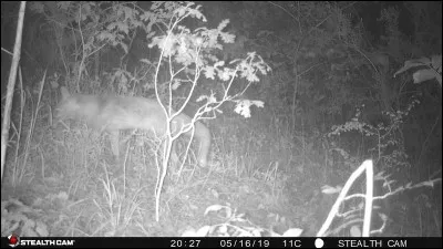 On peut le rabattre en le faisant taire !