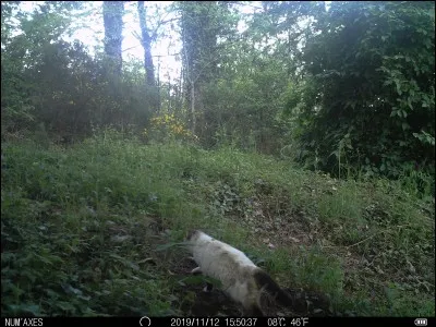 Ancienne monnaie sous Charles VIII !