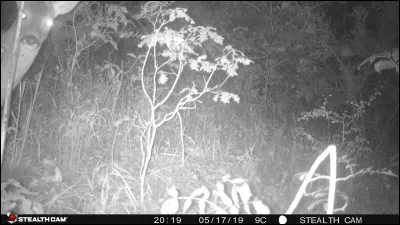 Coléoptère vert-doré, habitué des rosiers !