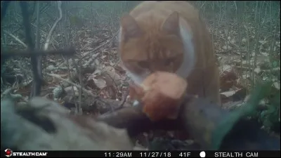 Partie de la tête du cheval, des oreilles aux naseaux !