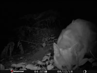 Manteau court, utilisé dans la marine !