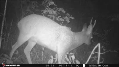Chanson de Marie Laforêt, adressée à son fils !