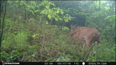 Pèlerine ecclésiastique à capuchon !