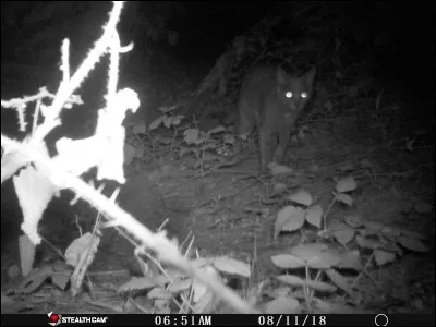 Lynx afro-asiatique !