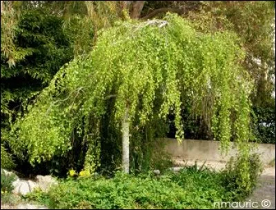 Quelle est son exposition idéale ?