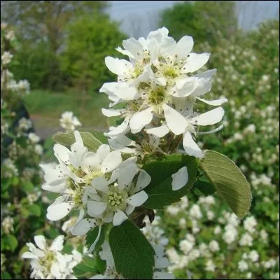 Quelle est sa caractéristique ?