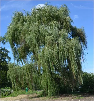 Quel est son nom latin ?