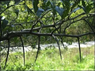 Quel est son nom latin ?