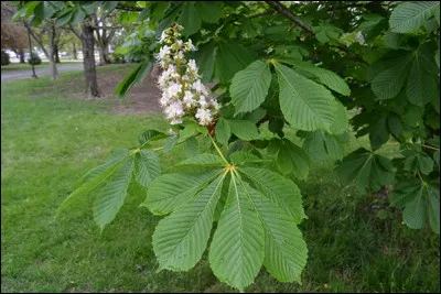 Quel est son calibre ?