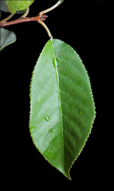 Quel est son calibre ?