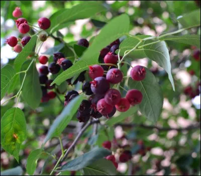Quelle est son exposition idéale ?