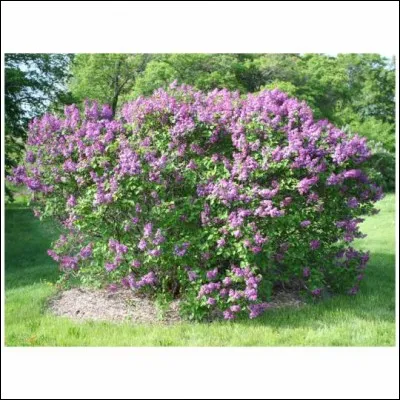 Quel est son nom latin ?