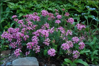 Quel est son nom latin ?