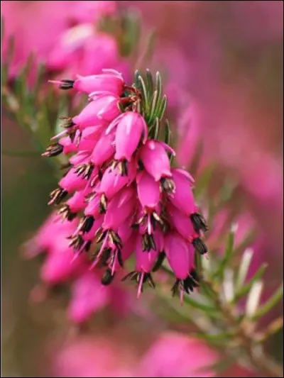 Quel est son nom latin ?