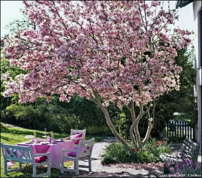 Quel est son nom latin ?