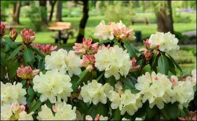 Quel est son nom latin ?