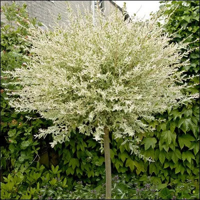 Quel est son nom latin ?