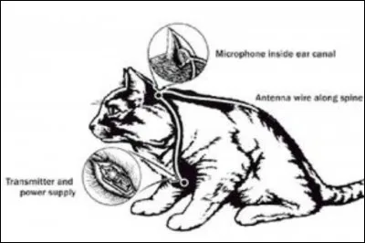 De 1961 à 1966, qui a mis en place une opération dénommée "Acoustique Kitty" utilisant des chats dans le but de récolter des informations du Kremlin de Moscou ?