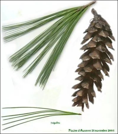 Quel est son nom latin ?