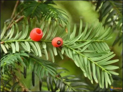 Quel est son nom latin ?