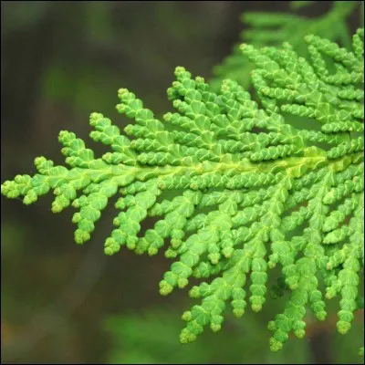 Quel est son nom latin ?