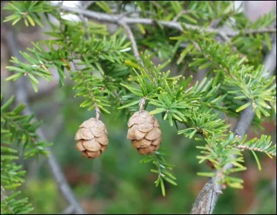 Quel est son nom latin ?
