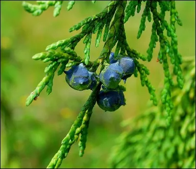 Quelle est son exposition idéale ?