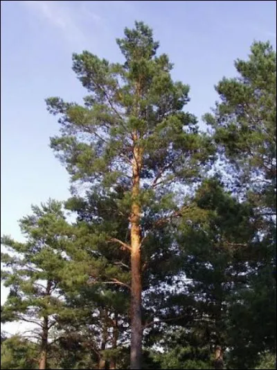 Quelle est son exposition idéale ?