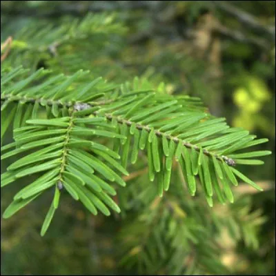 Quel est son type de sol idéal ?