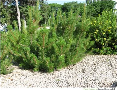 Quel est son calibre ?