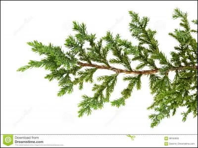 Quel est son calibre ?