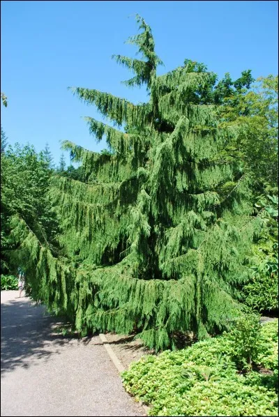 Quel est son nom latin ?