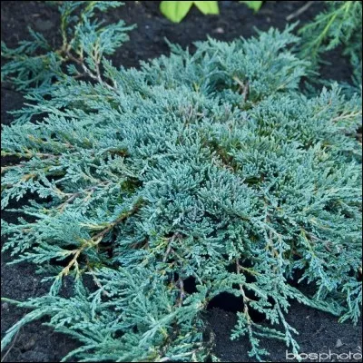 Quel est son nom latin ?