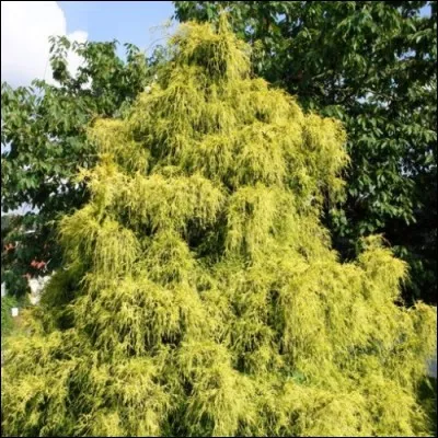 Quel est son nom latin ?